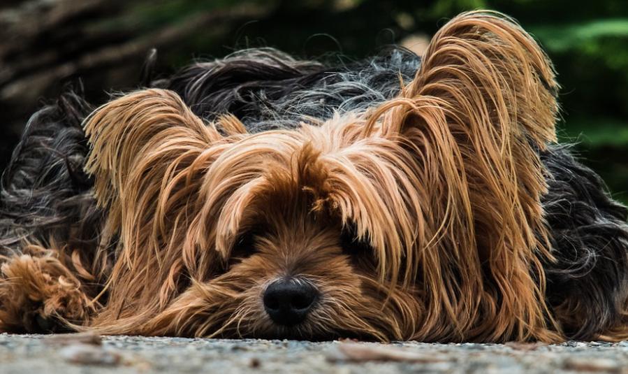 Wenn der Hund starke Schmerzen hat… von Tierarzt fisch+fleisch